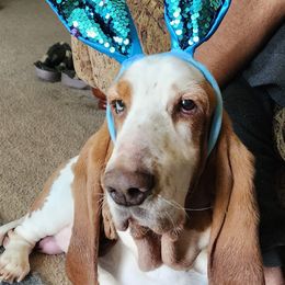 Basset Hounds and Beagles from TwinOaks Beagles and Basset