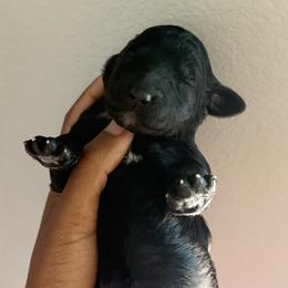 Solene - Brindle female Poodle puppy in Corona, California from Garden Of Poodles