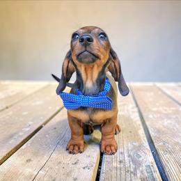 The Best Friend - Red male Dachshund puppy in Mountain Grove, Missouri from Blueprint K9 Dachshunds- www.BlueprintK9.com