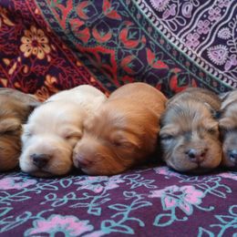 Dachshunds from Badlands Mini Dachshunds