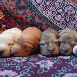 Dachshunds from Badlands Mini Dachshunds