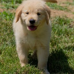 Golden Retriever Puppies from Farmstead 51