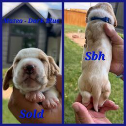 Mateo- dark blue - Red and white male Basset Hound puppy in Park City, Kansas from Stegmans Basset Hounds