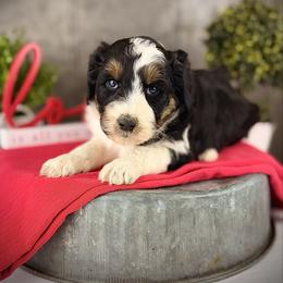 Marie - Black tri-color female Aussiedoodle puppy in Ohio from Holley Doodles