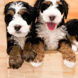Bernedoodle, Goldendoodle, and Poodle Puppies from Teddy Doodles & Standard Poodles