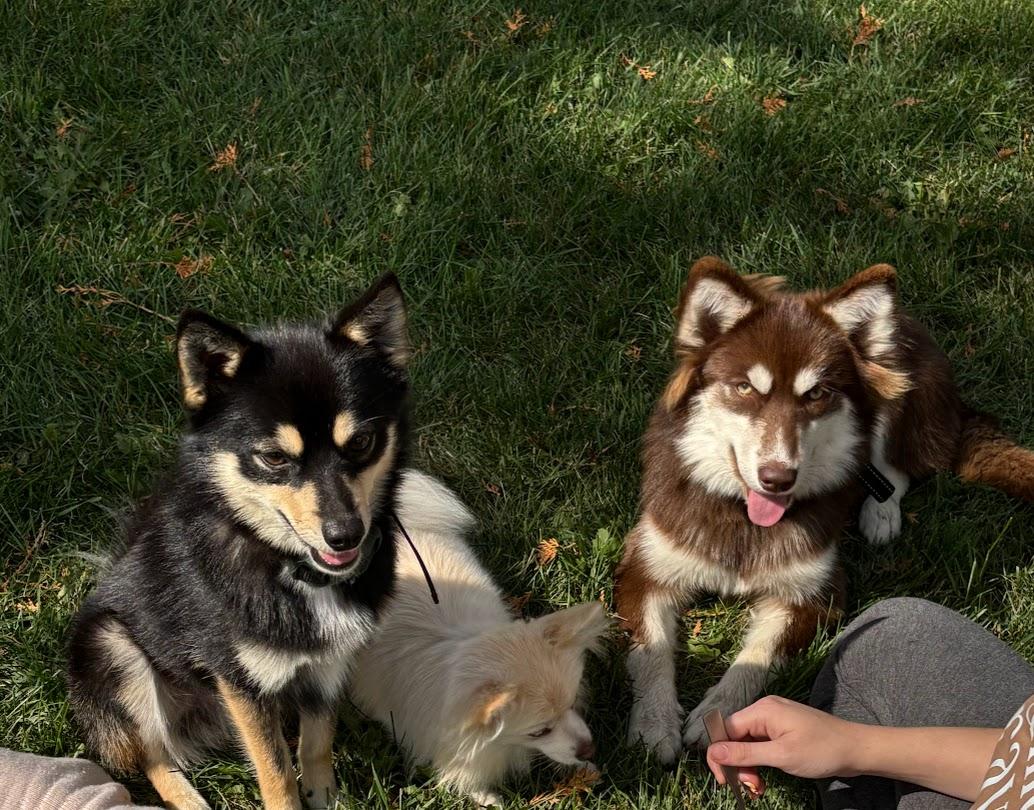 JHS Pomskies in Michigan | Pomsky puppies | Good Dog