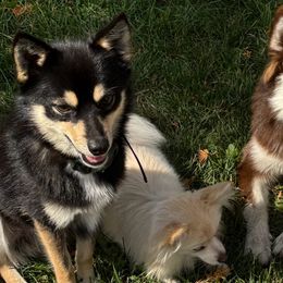 Pomskies from JHS Pomsky