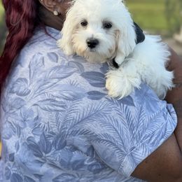 Maltipoo Puppies from Eleven:11 Kennels