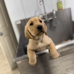 Black - Yellow male Labrador Retriever puppy in Derby, Kansas from Wheatland Retrievers