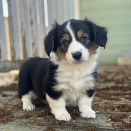 Dahlia (fluffy) - Black and tan female American Corgi puppy in East Oakdale, California from Rhettro Kennels