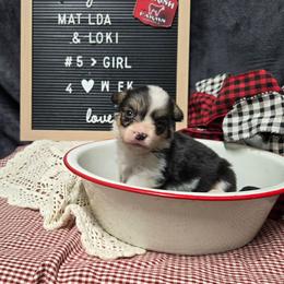 5 purple collar girl - Black and tan female Pembroke Welsh Corgi puppy in Harrisburg, Illinois from Parish Corgis