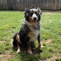 Millie - Australian Shepherd