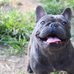 Hilde - French Bulldog