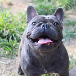 Hilde - French Bulldog