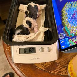 Charleston - Piebald male Dachshund puppy in Irving, Texas from DFW Dachshunds by G & S
