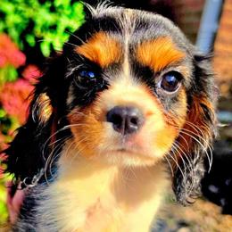 Codorus - Tri-color female Cavalier King Charles Spaniel puppy in Watsontown, Pennsylvania from Huntsman Cavaliers