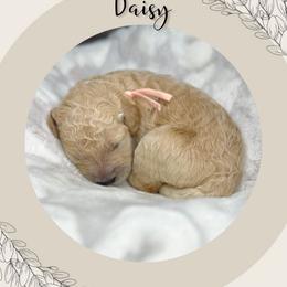 Daisy - Apricot female Goldendoodle puppy in Asheboro, North Carolina from Magnolia Farm Doodles