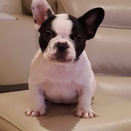 French Bulldogs from Hills sale Frenchies