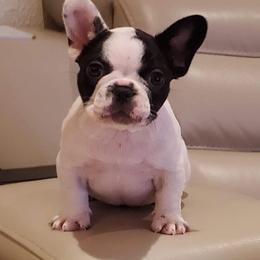 French Bulldogs from Hills sale Frenchies
