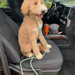 Goldendoodle and Poodle Puppies from Ninnie's Doodles