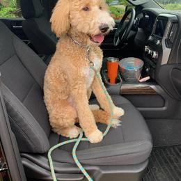 Goldendoodle and Poodle Puppies from Ninnie's Doodles