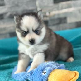 Pepper - Gray and white female Pomsky puppy in Gunter, Texas from The Painted Pomsky
