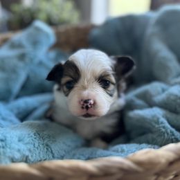 Pink collar female - Sable female Pembroke Welsh Corgi puppy in Benjamin, Utah from Nuna’s  Corgis