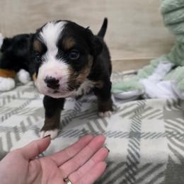 Bonnie - Black rust and white female Bernese Mountain Dog puppy in Radcliffe, Iowa from Berner Babies