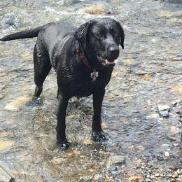 Labrador Retriever All Grown Up from Rocky Mountain Dogs - Utah