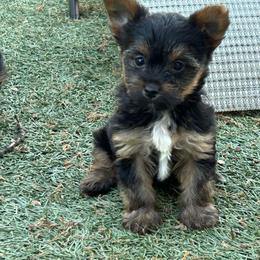 Ruthie-click on pic - Black and tan female Yorkshire Terrier puppy in Kingston, Oklahoma from Lake Life