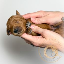 Noel (maroon collar) - Apricot female Goldendoodle puppy in Murrieta, California from Apricot Poodles & Goldendoodles, LLC