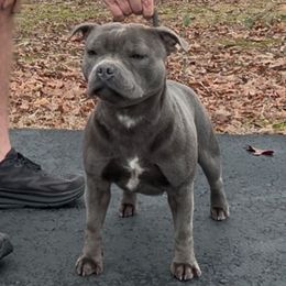 Simba - Staffordshire Bull Terrier