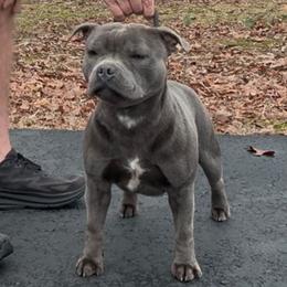 Simba - Staffordshire Bull Terrier