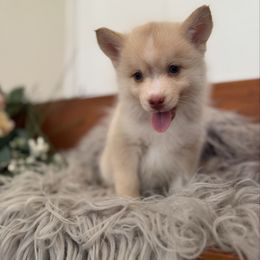 Blaze - Red and white male Pomsky puppy in La Verne, California from Red Cedar Pomskies