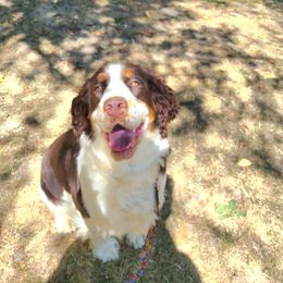 Mika - MiMi - English Springer Spaniel
