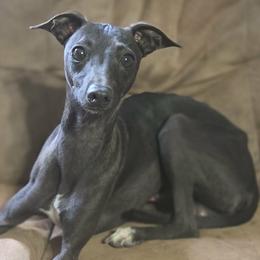Hudson - Italian Greyhound