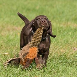 German Shorthaired Pointers from Little Hunter Kennels