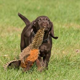German Shorthaired Pointers from Little Hunter Kennels
