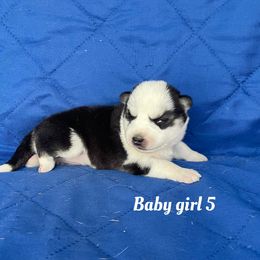 Baby girl 5 - Black and white female Siberian Husky puppy in Ocala, Florida from Florida Husky Puppies