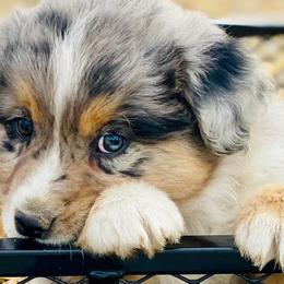 Miniature Australian Shepherds from Stonehill Aussies
