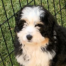 Bernedoodles, Cavapoos, Goldendoodles, and Pomeranians from Petite Posh Puppies