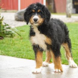Zola - Tri-color female Bernedoodle puppy in Spencerville, Indiana from Gentle Giant Bernedoodles