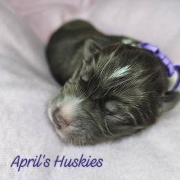 Purple collar girl - Red and white female Siberian Husky puppy in Terre Haute, Indiana from April's Huskies