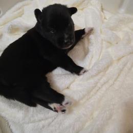 Boy 3 - Black male Siberian Husky puppy in Richlands, North Carolina from Velaris Huskies
