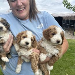 Bernedoodle Puppies from Yellowstone Breeders