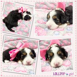 Lollipop - Black tri-color female Aussiedoodle puppy in Houston, Texas from Jomelkin Furry Pals