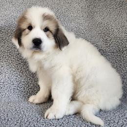 Loki - Red Collar - White and badger male Great Pyrenees puppy in Monmouth, Maine from Flewelling Great Pyrenees