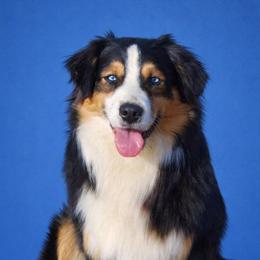 Razor - Black tri male Miniature Australian Shepherd puppy in Orrtanna, Pennsylvania from Mountain Top Shepherd's
