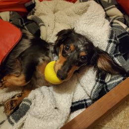 Dachshund Puppies from Callaway Country Dachshunds