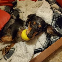 Dachshund Puppies from Callaway Country Dachshunds